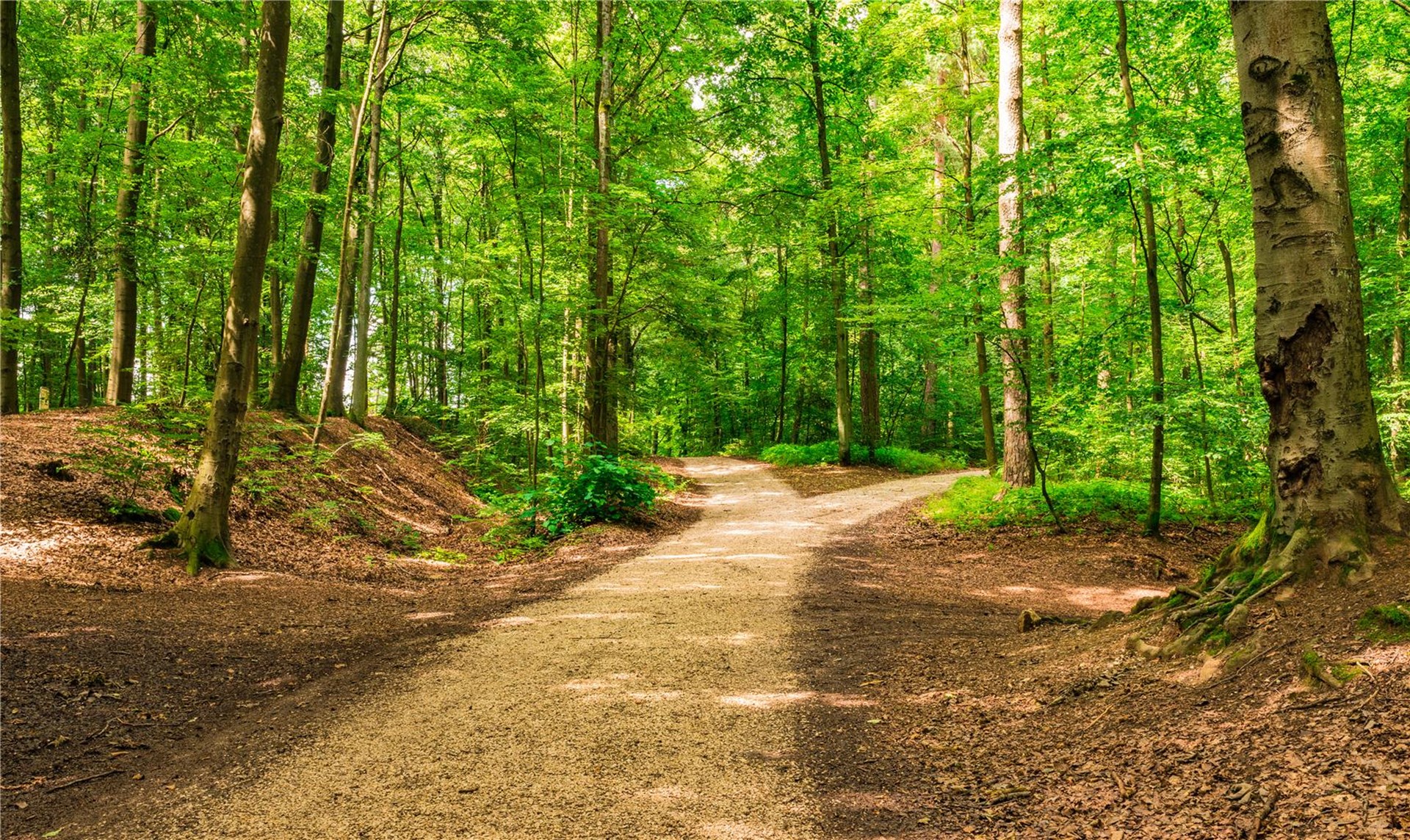 Eine Weggabelung in einem Wald